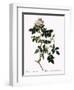 Shiny-Leaved Dog Rose-Pierre Joseph Redoute-Framed Giclee Print