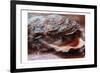 Shiny Oyster 2-Marcus Prime-Framed Art Print