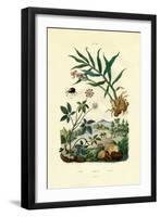 Shiny Spider Beetle, 1833-39-null-Framed Giclee Print