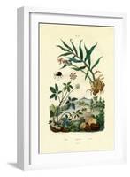 Shiny Spider Beetle, 1833-39-null-Framed Giclee Print