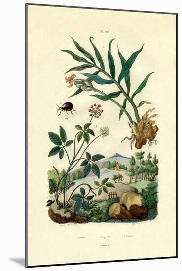 Shiny Spider Beetle, 1833-39-null-Mounted Giclee Print