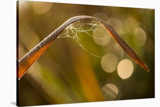 Shiny spider web and dew dropletss on reed, nature background with bokeh-Paivi Vikstrom-Stretched Canvas