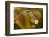 Shiny spider web and dew dropletss on reed, nature background with bokeh-Paivi Vikstrom-Framed Photographic Print