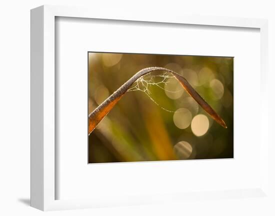 Shiny spider web and dew dropletss on reed, nature background with bokeh-Paivi Vikstrom-Framed Photographic Print