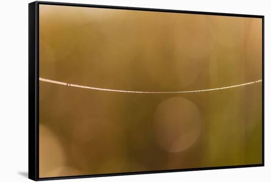 Shiny spider web line, nature background with bokeh-Paivi Vikstrom-Framed Stretched Canvas