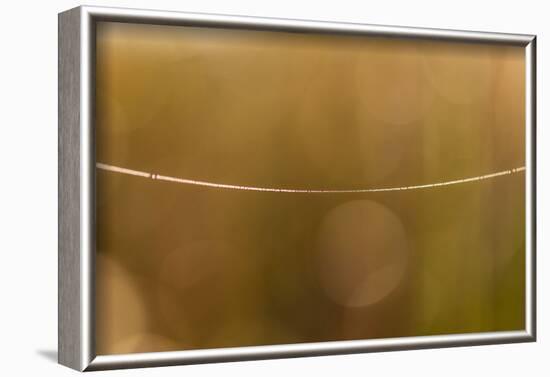 Shiny spider web line, nature background with bokeh-Paivi Vikstrom-Framed Photographic Print