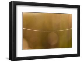 Shiny spider web line, nature background with bokeh-Paivi Vikstrom-Framed Photographic Print