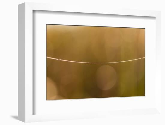 Shiny spider web line, nature background with bokeh-Paivi Vikstrom-Framed Photographic Print