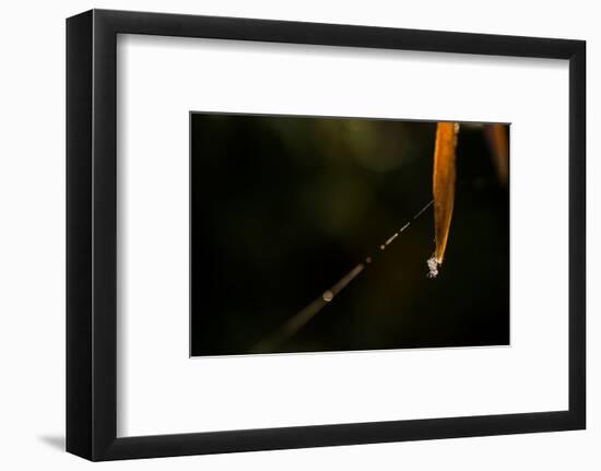 Shiny spider web on reed, black background-Paivi Vikstrom-Framed Photographic Print