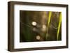 Shiny spider web on reed with bokeh background-Paivi Vikstrom-Framed Photographic Print