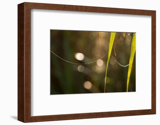 Shiny spider web on reed with bokeh background-Paivi Vikstrom-Framed Photographic Print