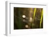 Shiny spider web on reed with bokeh background-Paivi Vikstrom-Framed Photographic Print