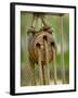 Ship Rigging, Lubeck, Germany-Russell Young-Framed Premium Photographic Print