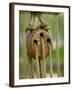 Ship Rigging, Lubeck, Germany-Russell Young-Framed Photographic Print