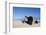 Ship Wreck, Skeleton Coast, Namibia, Africa-Thorsten Milse-Framed Photographic Print