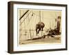 Shipping a Burmese Elephant-English Photographer-Framed Giclee Print