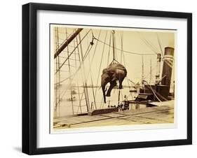 Shipping a Burmese Elephant-English Photographer-Framed Giclee Print