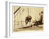 Shipping a Burmese Elephant-English Photographer-Framed Giclee Print