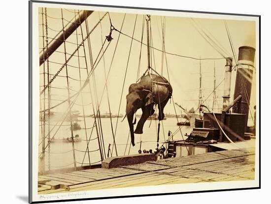 Shipping a Burmese Elephant-English Photographer-Mounted Giclee Print