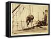 Shipping a Burmese Elephant-English Photographer-Framed Stretched Canvas