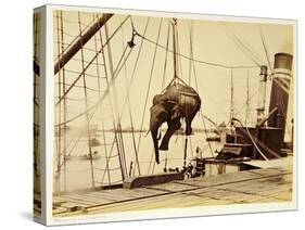 Shipping a Burmese Elephant-English Photographer-Stretched Canvas