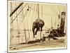 Shipping a Burmese Elephant-English Photographer-Mounted Giclee Print