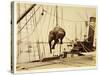 Shipping a Burmese Elephant-English Photographer-Stretched Canvas