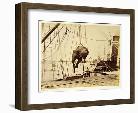 Shipping a Burmese Elephant-English Photographer-Framed Giclee Print