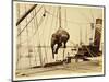 Shipping a Burmese Elephant-English Photographer-Mounted Giclee Print