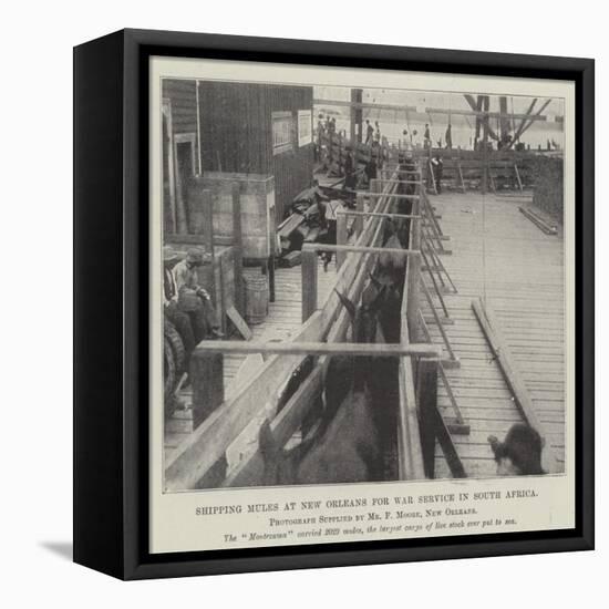 Shipping Mules at New Orleans for War Service in South Africa-null-Framed Stretched Canvas