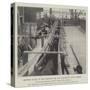 Shipping Mules at New Orleans for War Service in South Africa-null-Stretched Canvas