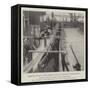 Shipping Mules at New Orleans for War Service in South Africa-null-Framed Stretched Canvas