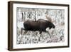 Shiras Bull Moose, Autumn Snow II-Ken Archer-Framed Art Print