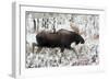 Shiras Bull Moose, Autumn Snow II-Ken Archer-Framed Art Print