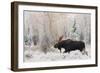 Shiras Bull Moose, Autumn Snow-Ken Archer-Framed Art Print