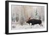 Shiras Bull Moose, Autumn Snow-Ken Archer-Framed Art Print