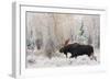 Shiras Bull Moose, Autumn Snow-Ken Archer-Framed Art Print