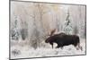 Shiras Bull Moose, Autumn Snow-Ken Archer-Mounted Art Print