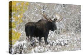 Shiras Bull Moose, Autumn Snow-Ken Archer-Stretched Canvas
