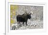 Shiras Bull Moose, Autumn Snow-Ken Archer-Framed Photographic Print