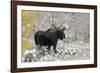 Shiras Bull Moose, Autumn Snow-Ken Archer-Framed Photographic Print