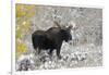 Shiras Bull Moose, Autumn Snow-Ken Archer-Framed Photographic Print