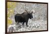 Shiras Bull Moose, Autumn Snow-Ken Archer-Framed Photographic Print