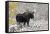 Shiras Bull Moose, Autumn Snow-Ken Archer-Framed Stretched Canvas