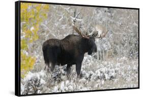 Shiras Bull Moose, Autumn Snow-Ken Archer-Framed Stretched Canvas