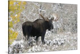 Shiras Bull Moose, Autumn Snow-Ken Archer-Stretched Canvas