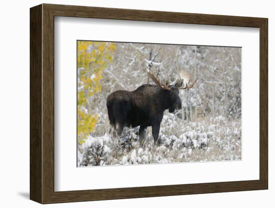 Shiras Bull Moose, Autumn Snow-Ken Archer-Framed Photographic Print