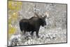Shiras Bull Moose, Autumn Snow-Ken Archer-Mounted Photographic Print