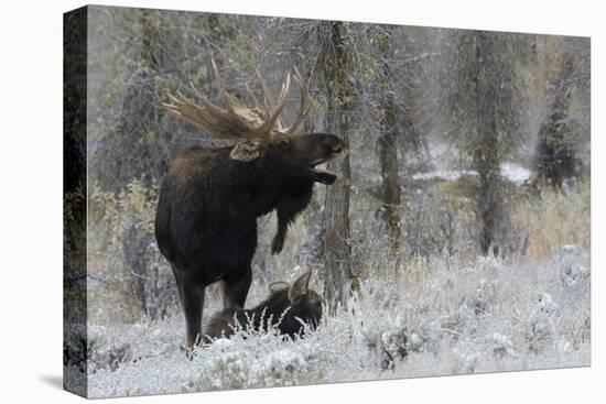 Shiras Bull Moose Courting Cow Moose-Ken Archer-Stretched Canvas