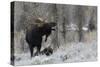 Shiras Bull Moose Courting Cow Moose-Ken Archer-Stretched Canvas